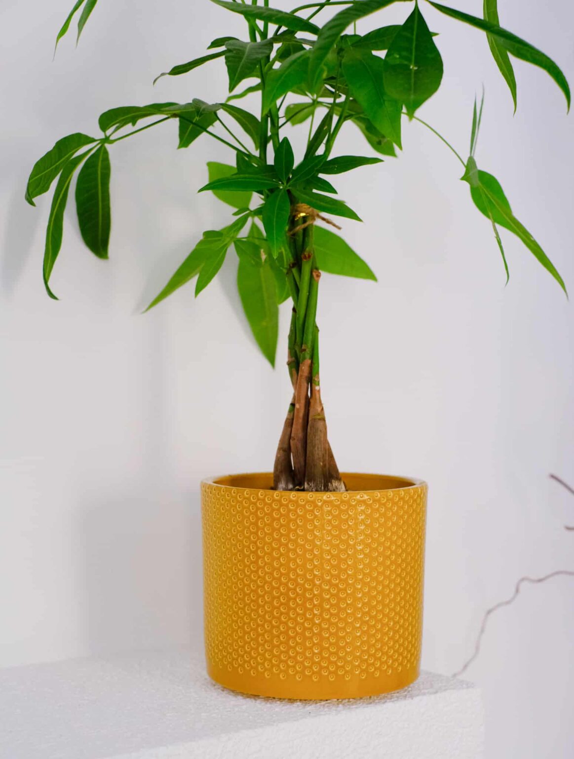 Paçira (Para Ağacı) - Görsel 3