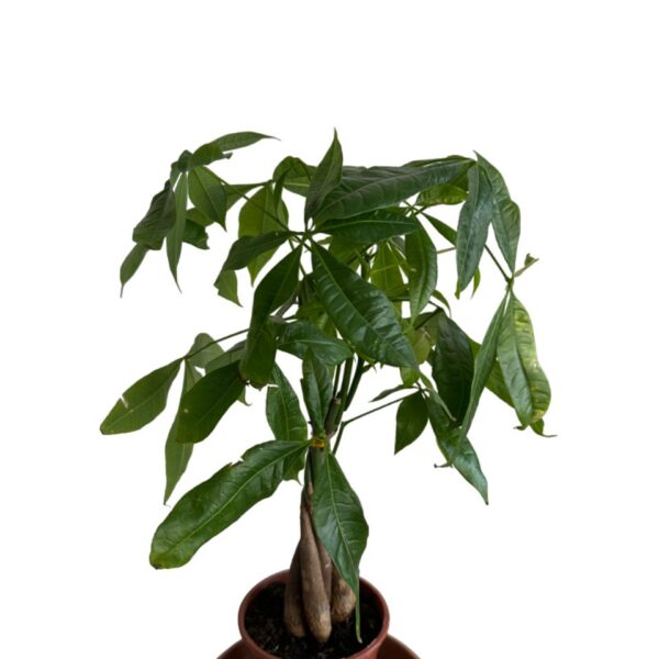 Paçira (Para Ağacı)