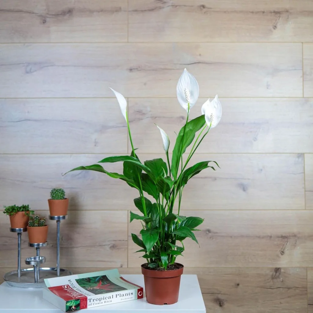 Spat Çiçek - Görsel 2